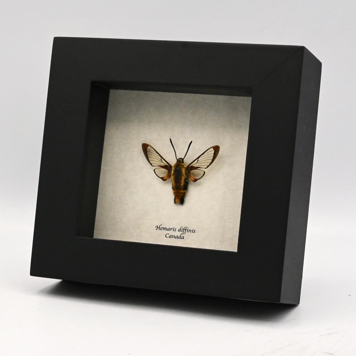Real furry Snowberry Clearwing moth framed taxidermy - Hemaris diffinis