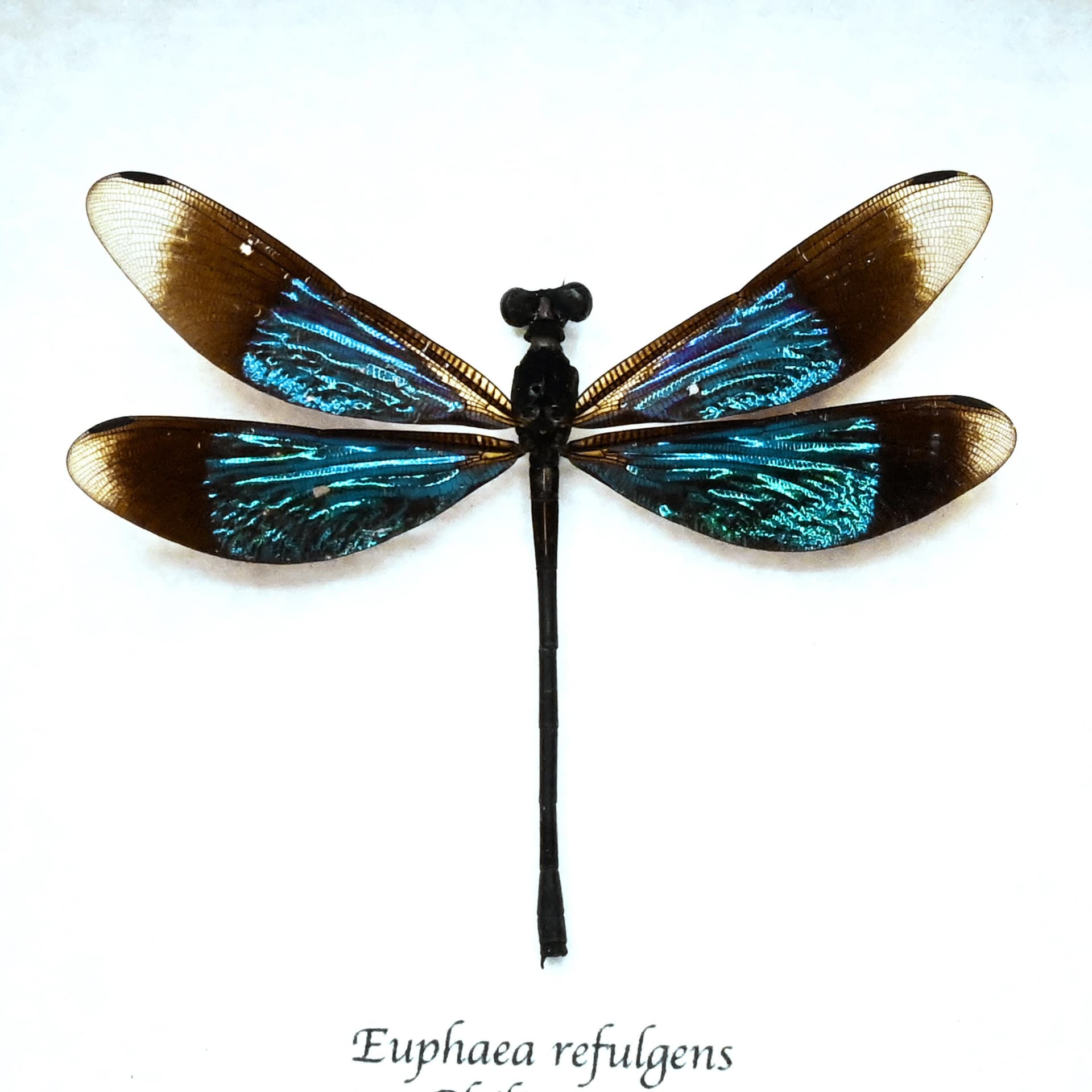Real framed metallic dragonfly taxidermy - Euphaea refulgens