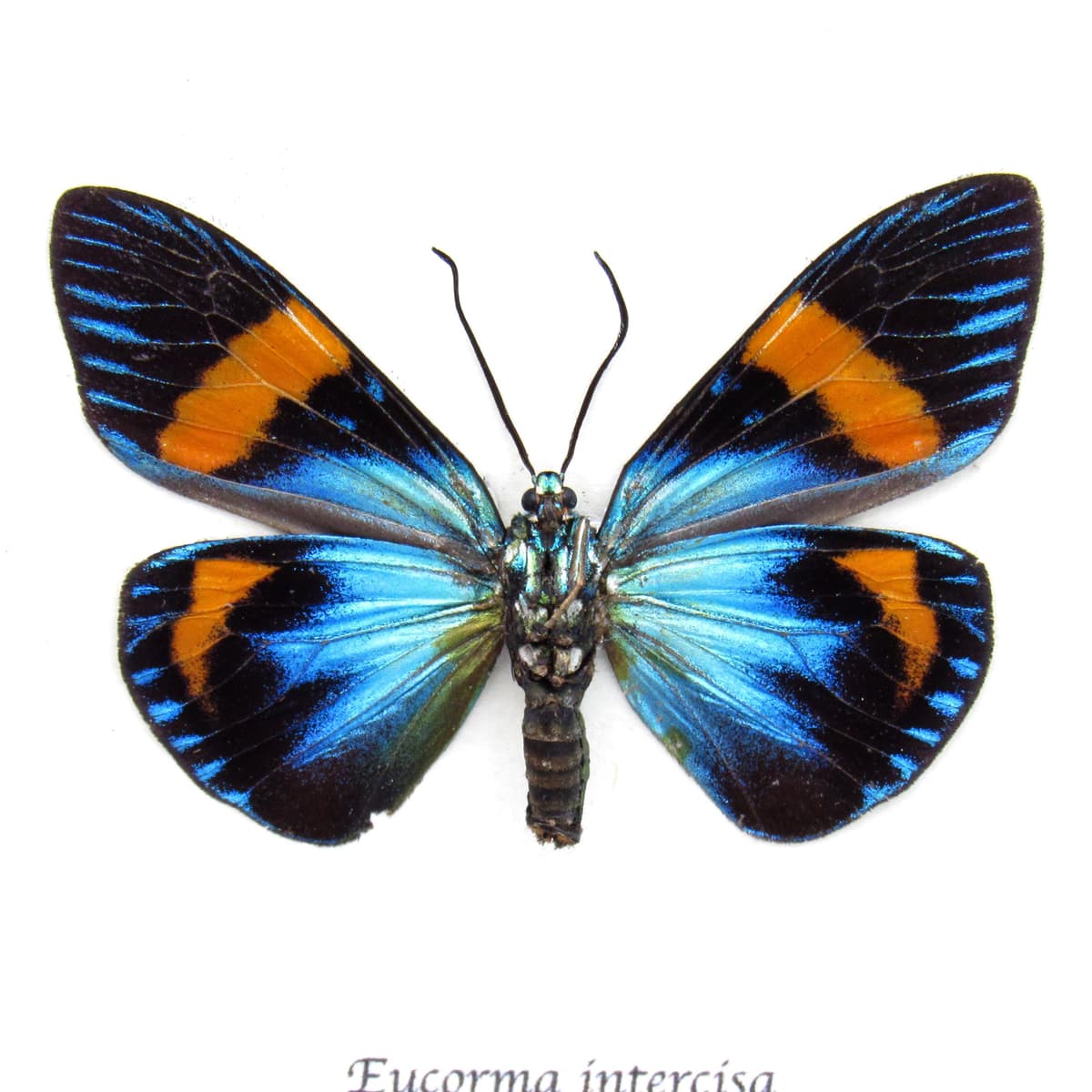 Rare metallic day moth framed taxidermy - Eucorma intercisa