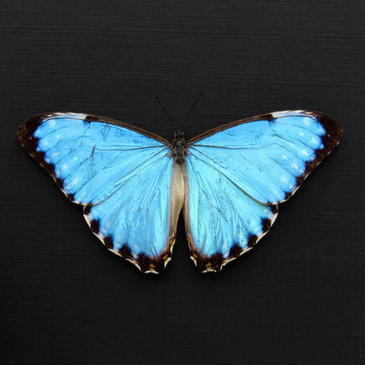 Real iridescent blue Morpho butterfly framed taxidermy - Morpho portis - Victorian mount
