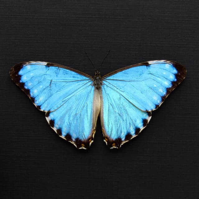 Real iridescent blue Morpho butterfly framed taxidermy - Morpho portis - Victorian mount