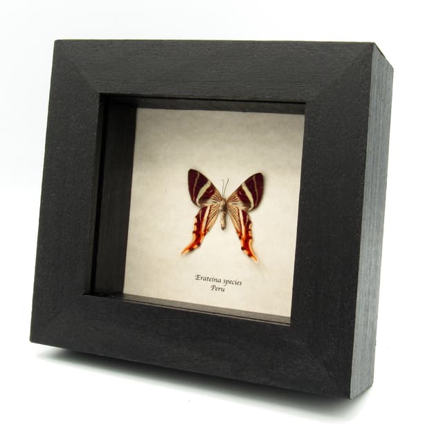 Rare Maroon Geometer moth framed taxidermy - Erateina staudingeri