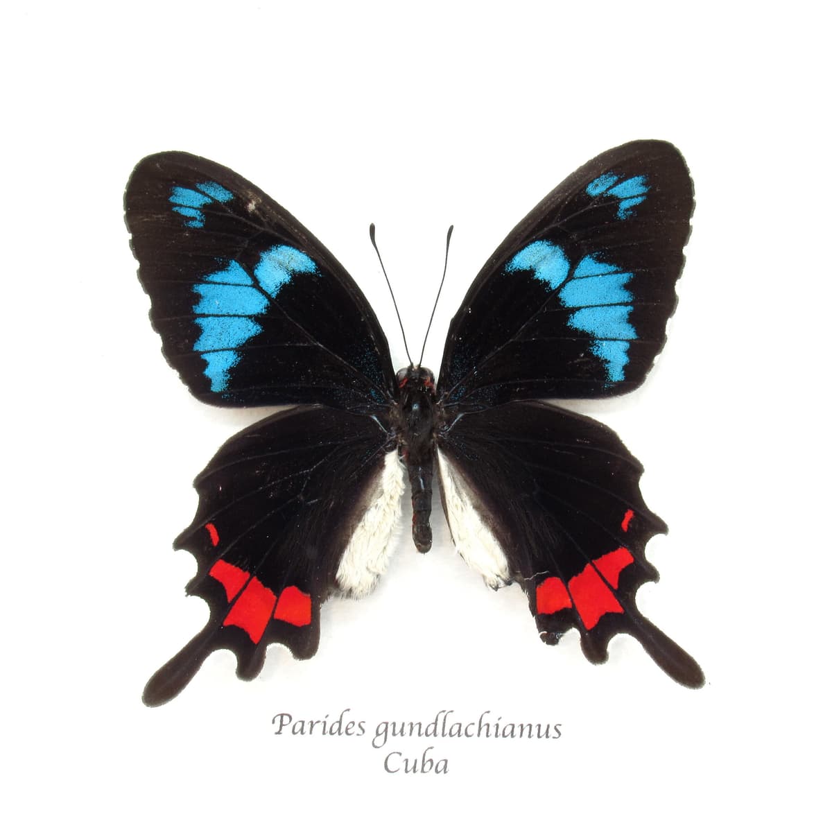 Very rare real blue Cattleheart butterfly framed taxidermy - Parides gundlachianus - female - minor damage