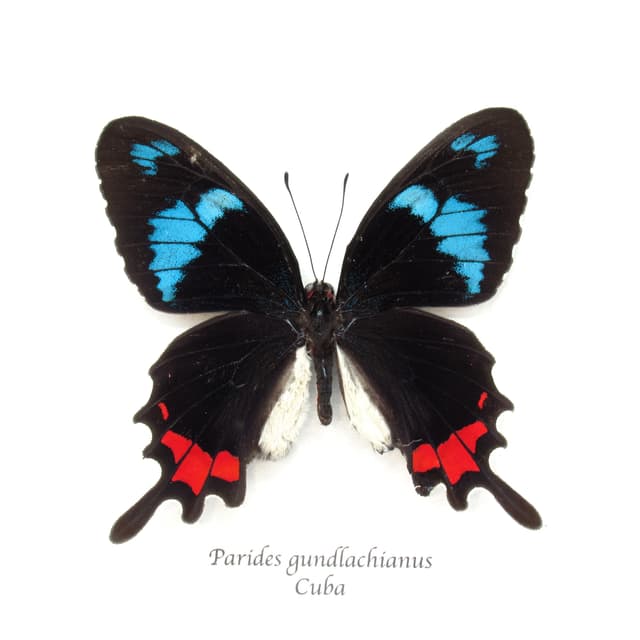 Very rare real blue Cattleheart butterfly framed taxidermy - Parides gundlachianus - female - minor damage