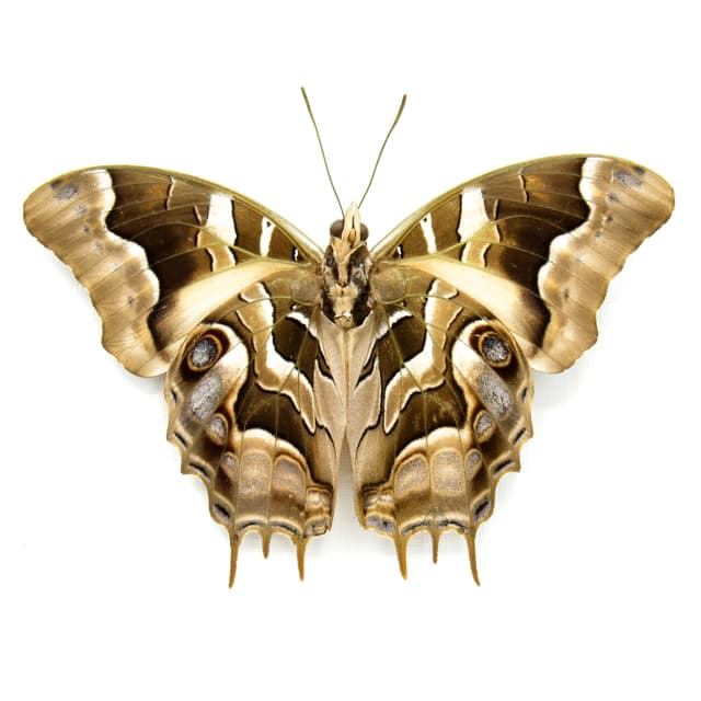 Real butterfly framed taxidermy - Charaxes analava - Victorian mount
