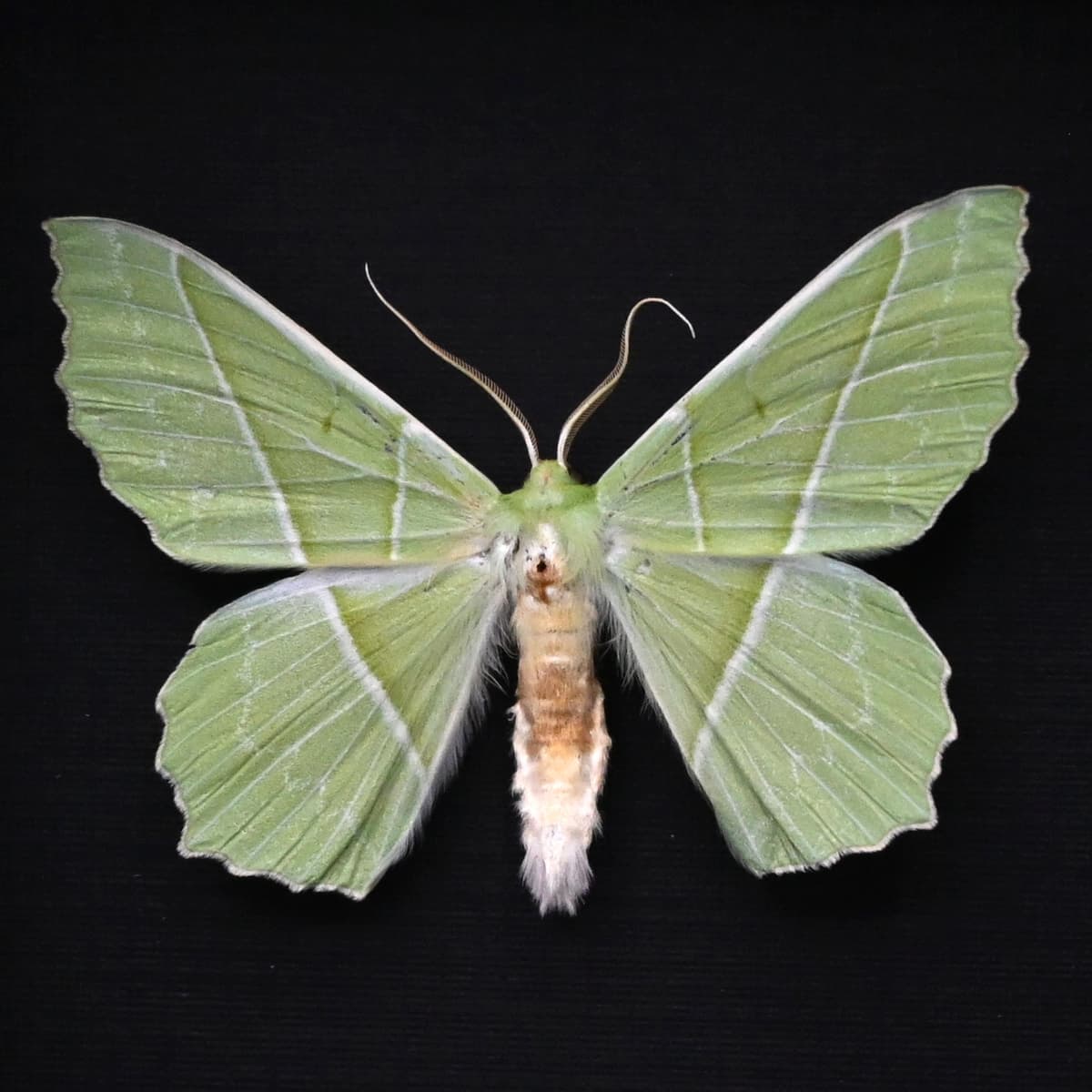 Real Green Geometer moth framed taxidermy - Geometra species