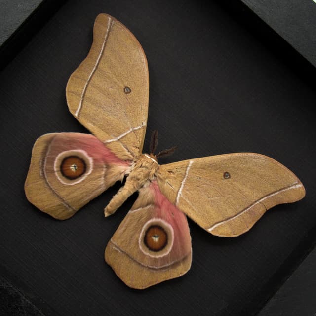 Rare pink Giant African Emperor moth framed taxidermy - Gonimbrasia alcestris