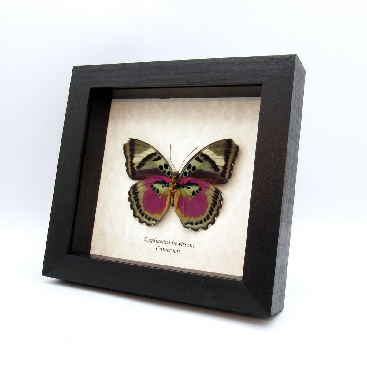Real fuchsia Forester butterfly framed taxidermy - Euphaedra hewitsoni - XL female