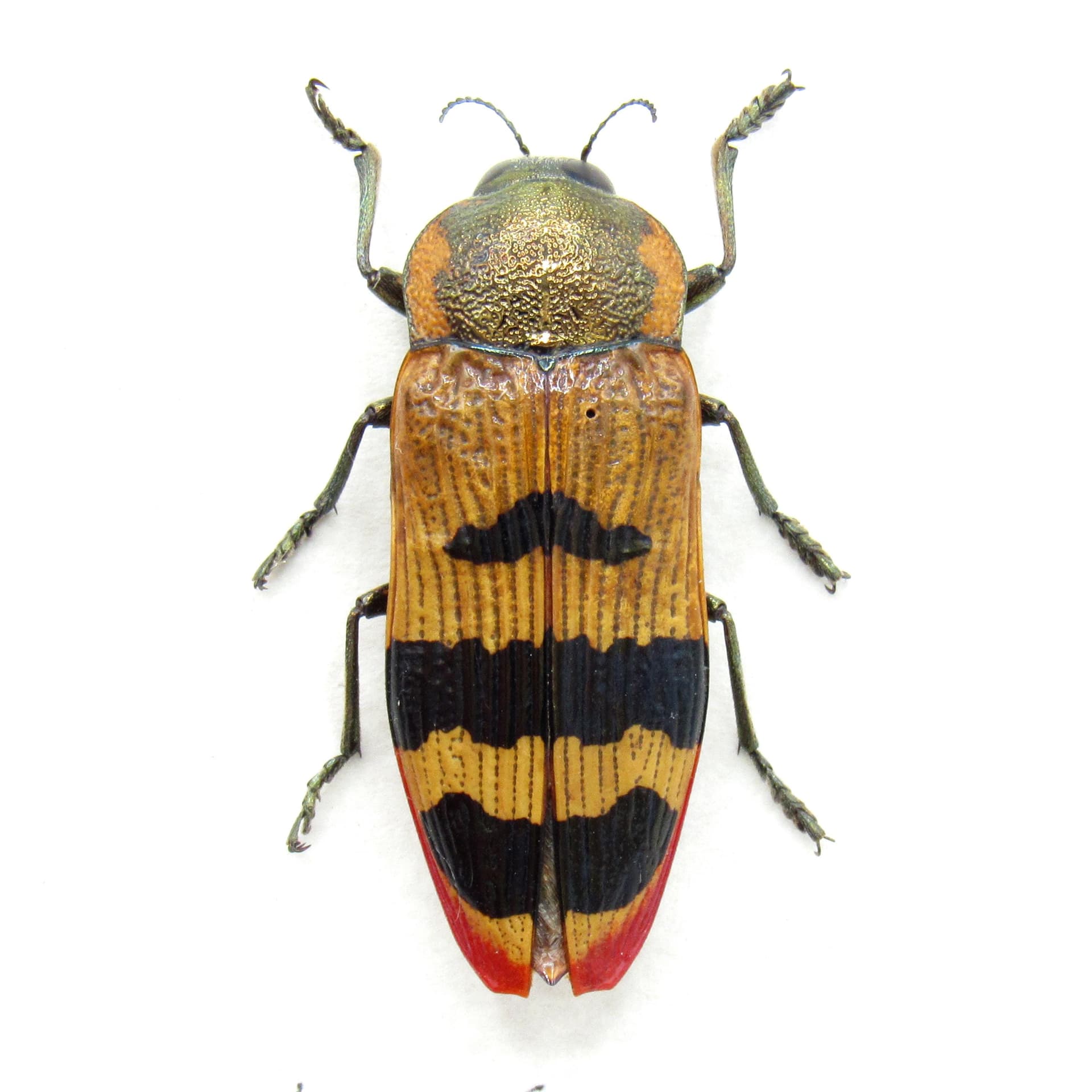 Rare metallic Australian Jewel beetle framed taxidermy - Temognatha murrayi
