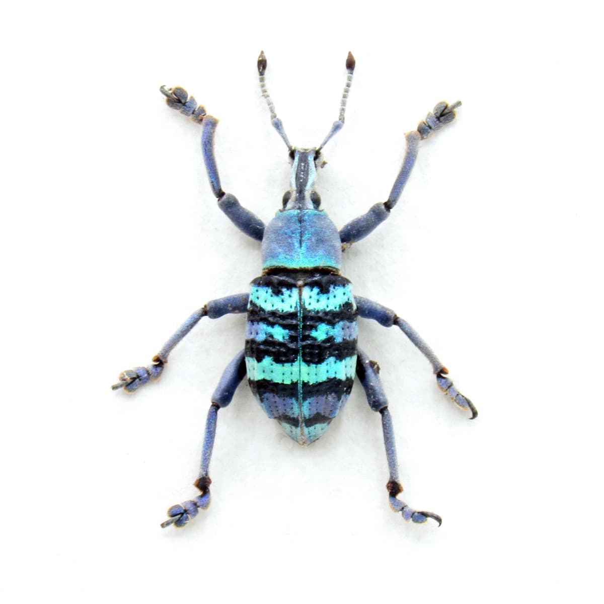 Real blue metallic weevil framed taxidermy - Eupholus magnificus