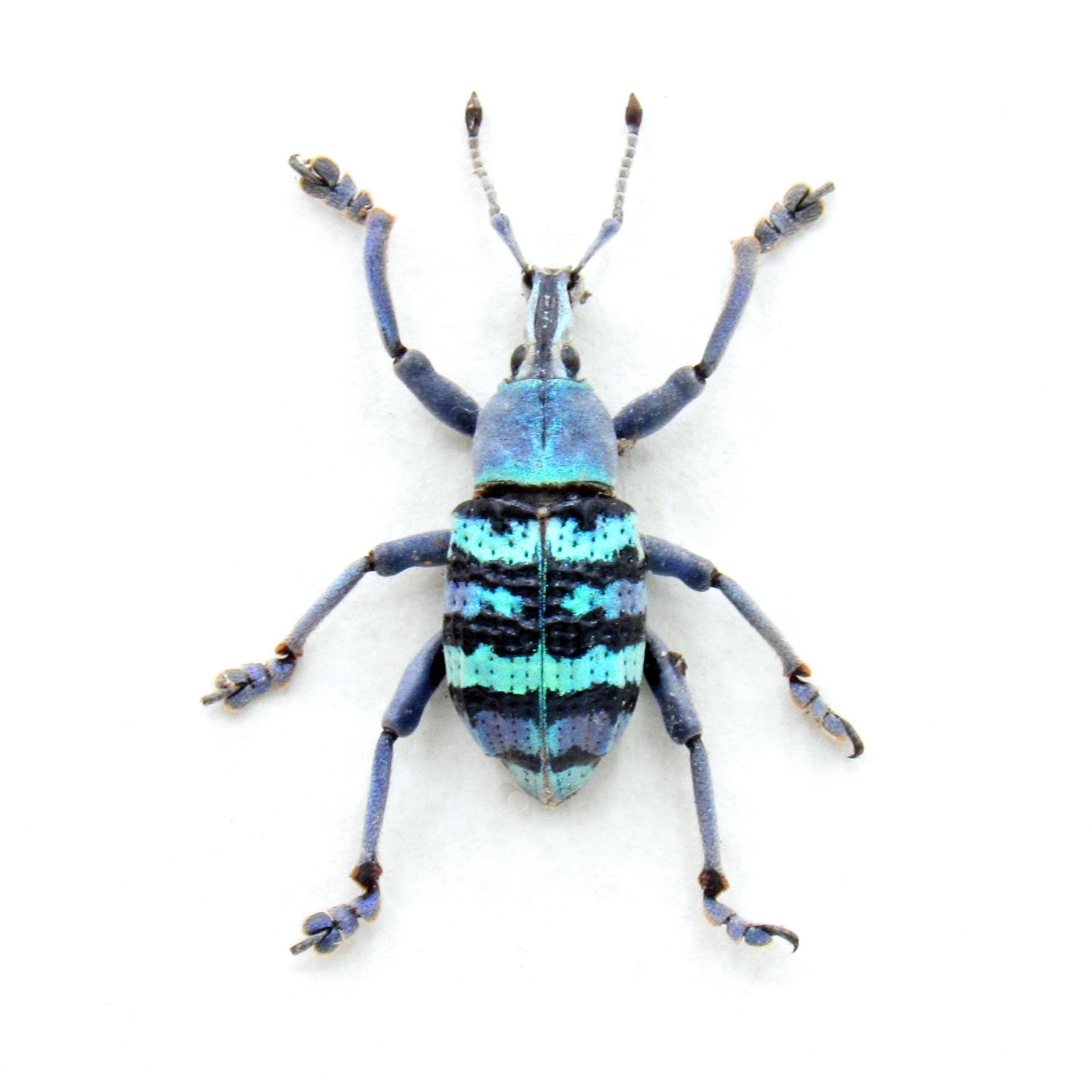 Real blue metallic weevil framed taxidermy - Eupholus magnificus