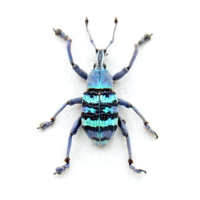 Real blue metallic weevil framed taxidermy - Eupholus magnificus
