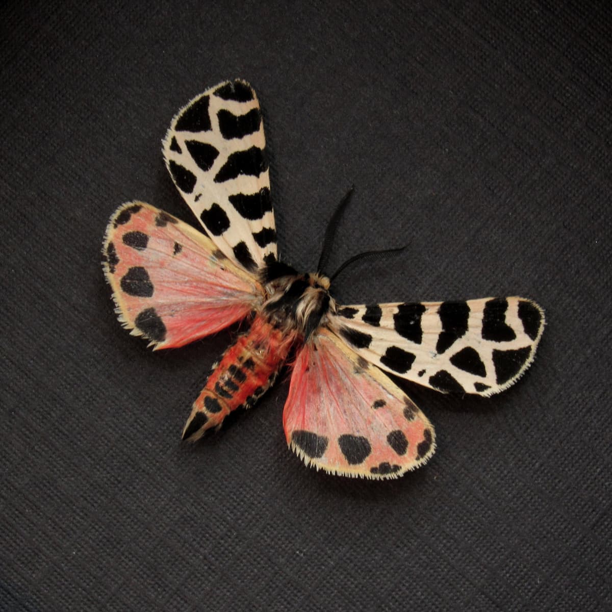 Rare pink Tiger moth framed taxidermy - Grammia incorrupta