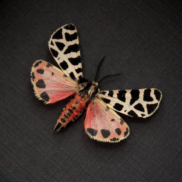 Rare pink Tiger moth framed taxidermy - Grammia incorrupta