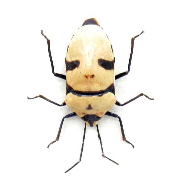 Real bug that looks like a Halloween mask framed taxidermy - Eucorysses grandis
