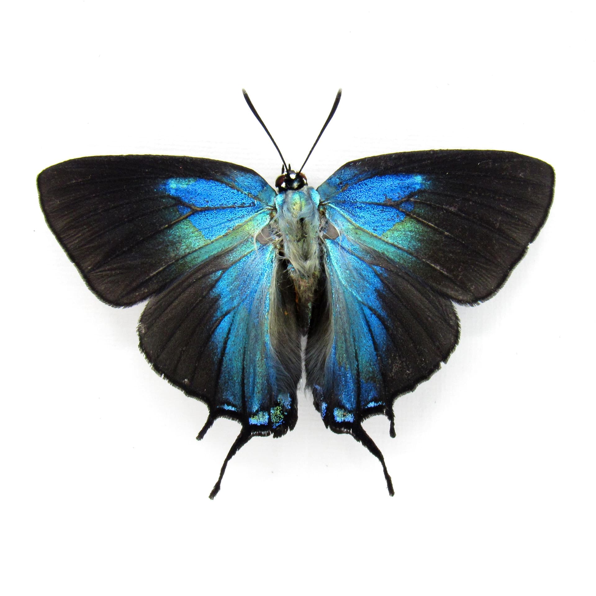 Real Great Purple Hairstreak butterfly framed taxidermy - Atlides halesus - large female - Victorian mount