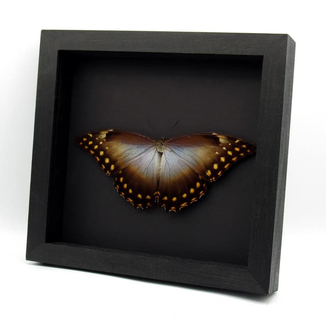 Rare Giant Morpho butterfly framed taxidermy - Morpho amphitryon - Victorian mount - 7.3 inch wingspan