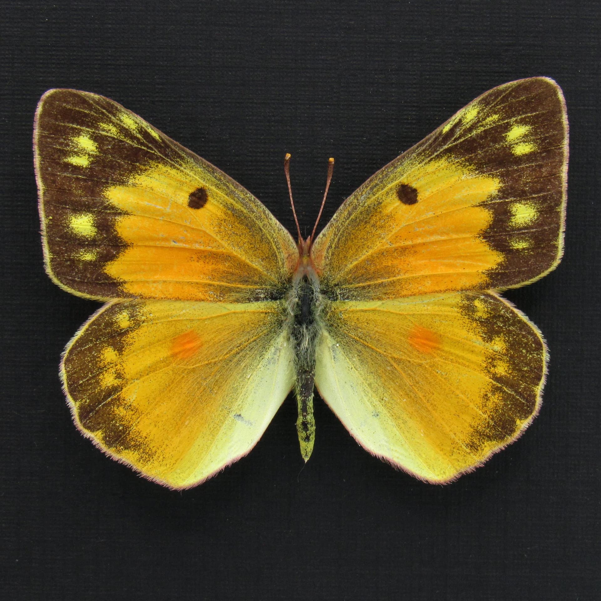 Real Orange Sulphur butterfly framed taxidermy - Colias eurytheme - female