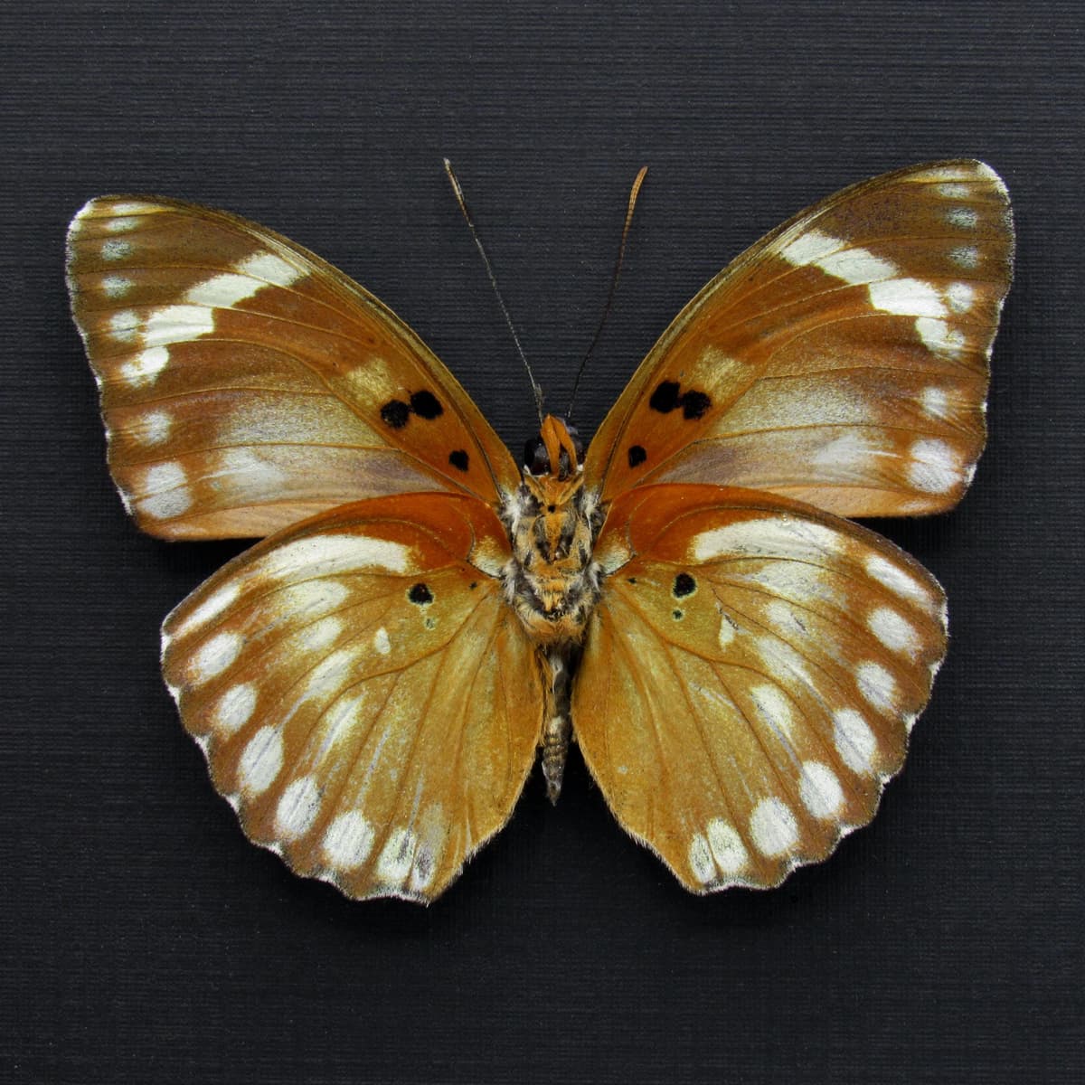 Rare Iridescent Bronze Forester butterfly framed specimen - Euphaedra themis niveovittata