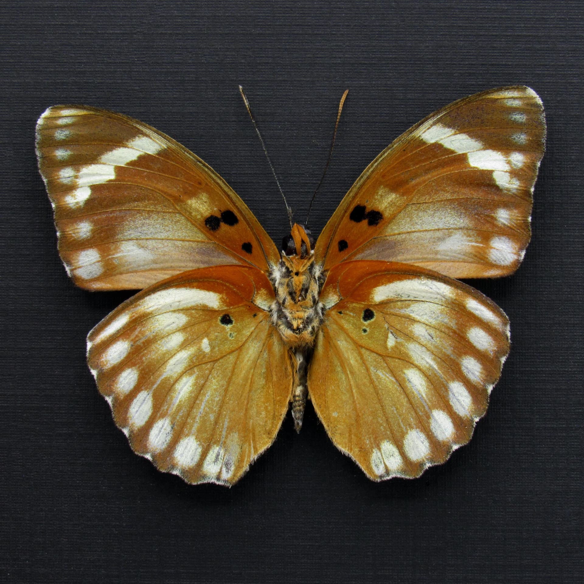 Rare Iridescent Bronze Forester butterfly framed specimen - Euphaedra themis niveovittata