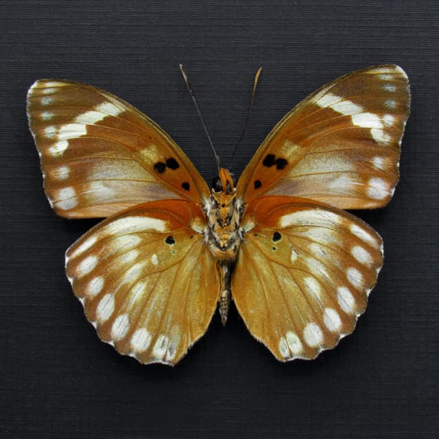 Rare Iridescent Bronze Forester butterfly framed specimen - Euphaedra themis niveovittata