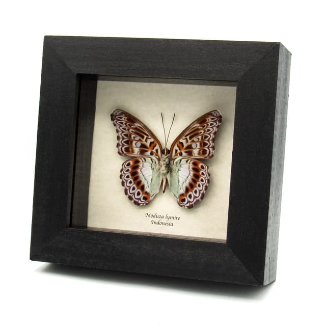 Real lavender butterfly framed taxidermy - Moduza lymire