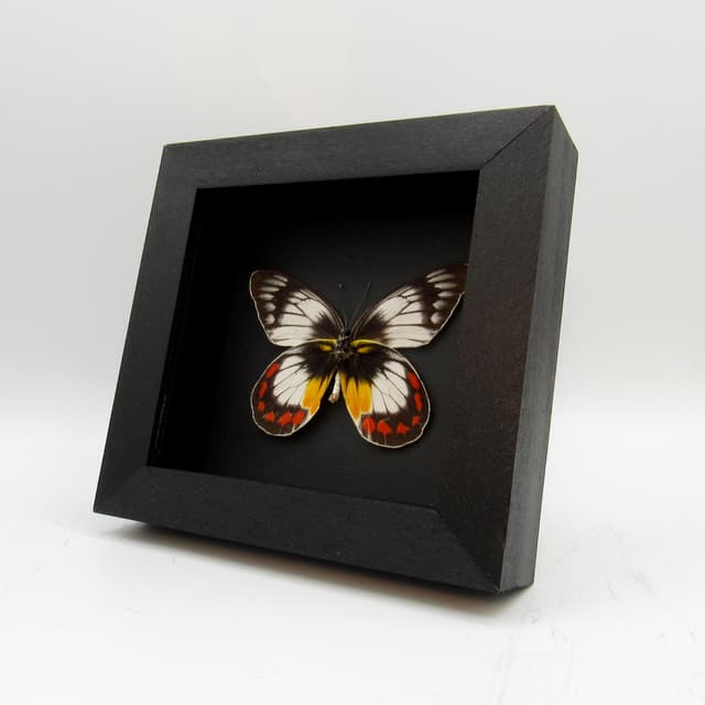 Rare Delias butterfly framed taxidermy - Delias mitisi bangiensis