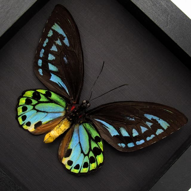 Rare XL Blue Birdwing butterfly framed - Ornithoptera priamus urvillianus