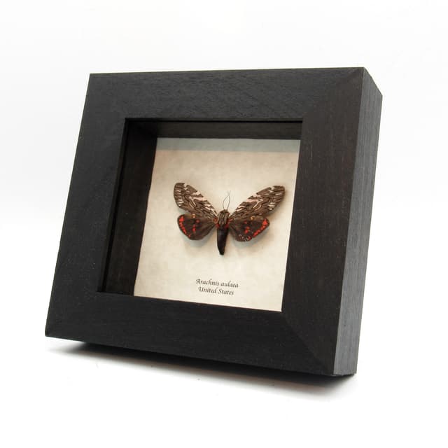 Real red Tiger Moth framed taxidermy - Arachnis aulaea