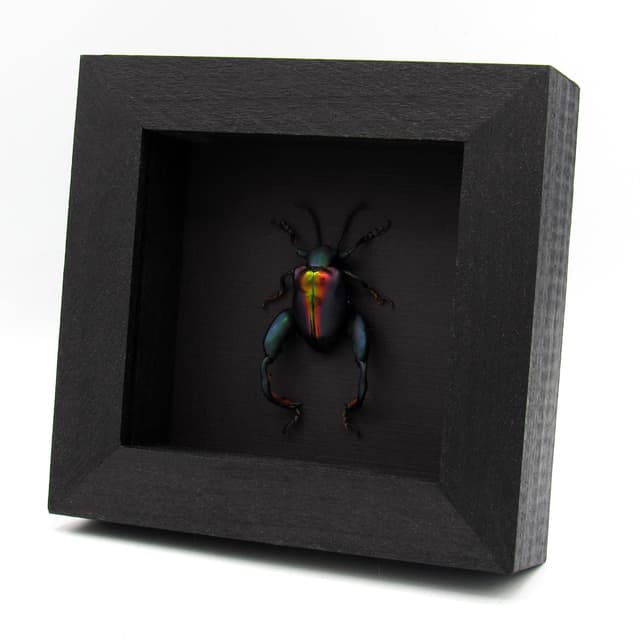 Real XL Rainbow Frog-Legged Leaf beetle framed taxidermy - Sagra buqueti
