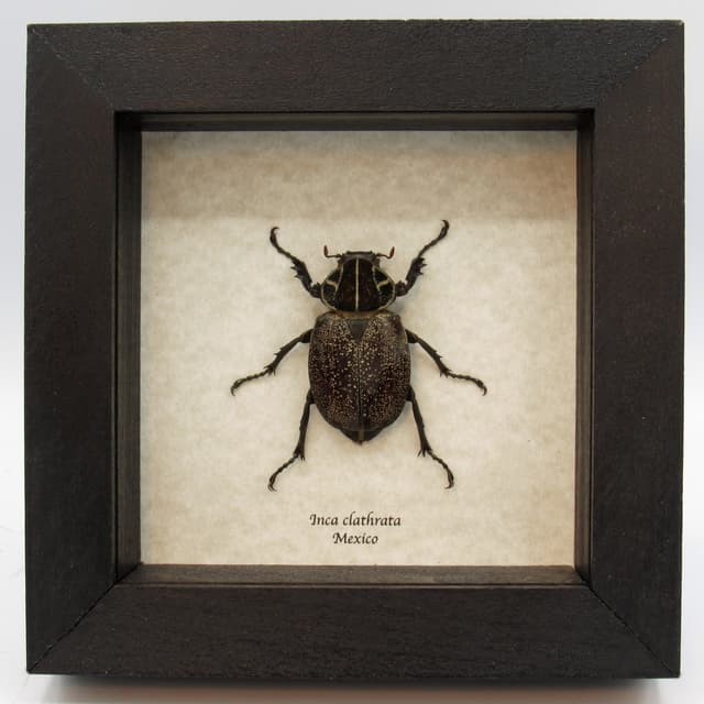 Large Mexican Scarab beetle framed taxidermy - Inca clathrata - female