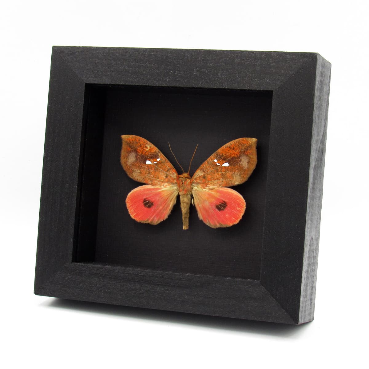Rare hot pink fruit sucking moth framed taxidermy - Miniodes maculifera - female
