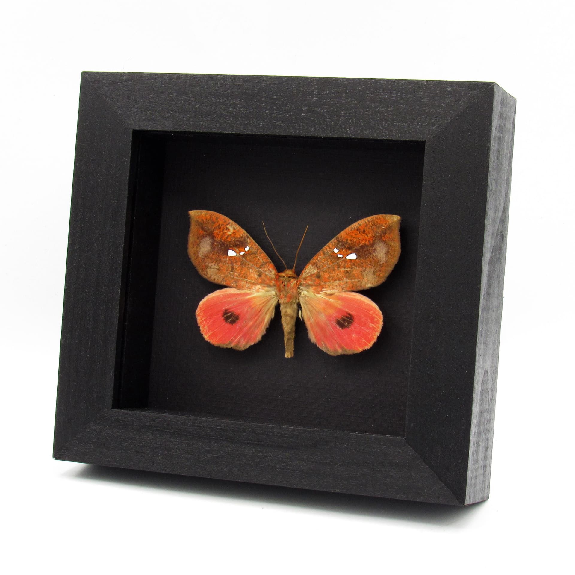Rare hot pink fruit sucking moth framed taxidermy - Miniodes maculifera - female