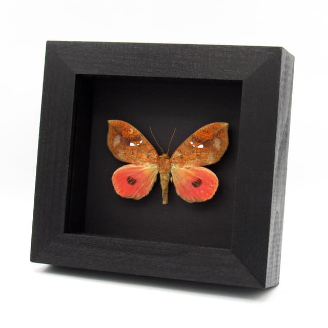 Rare hot pink fruit sucking moth framed taxidermy - Miniodes maculifera - female