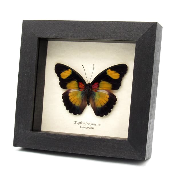 Rare Forester butterfly framed taxidermy - Euphaedra janetta - large female