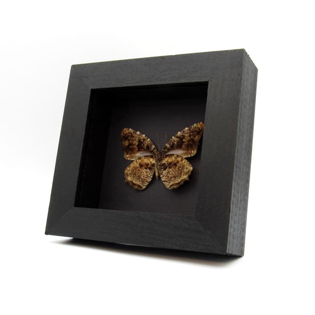 Real Tiger Palmfly butterfly framed taxidermy - Elymnias nesaea lioneli