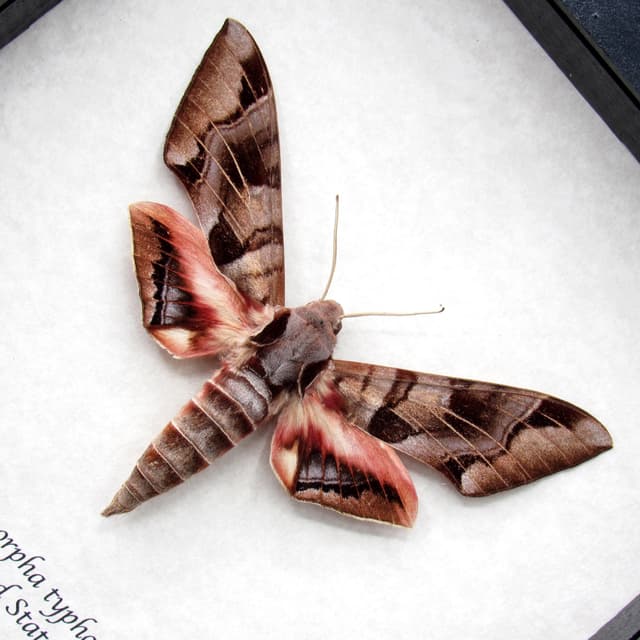 Giant Typhon sphinx moth framed taxidermy - Eumorpha typhon