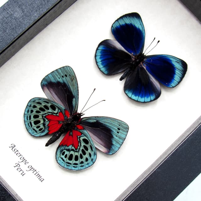 Real metallic butterflies framed taxidermy - Asterope optima - recto and verso mount