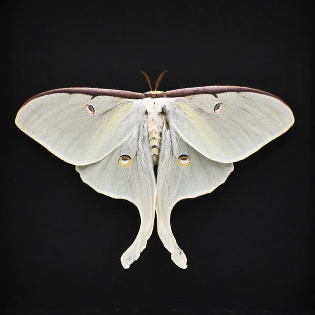 Very large real Luna Moon moth framed taxidermy - Actias luna - female - Victorian mount