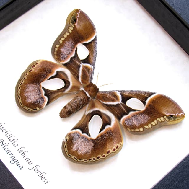 Real Saturn moth framed taxidermy - Rothschildia lebeau forbesi - female