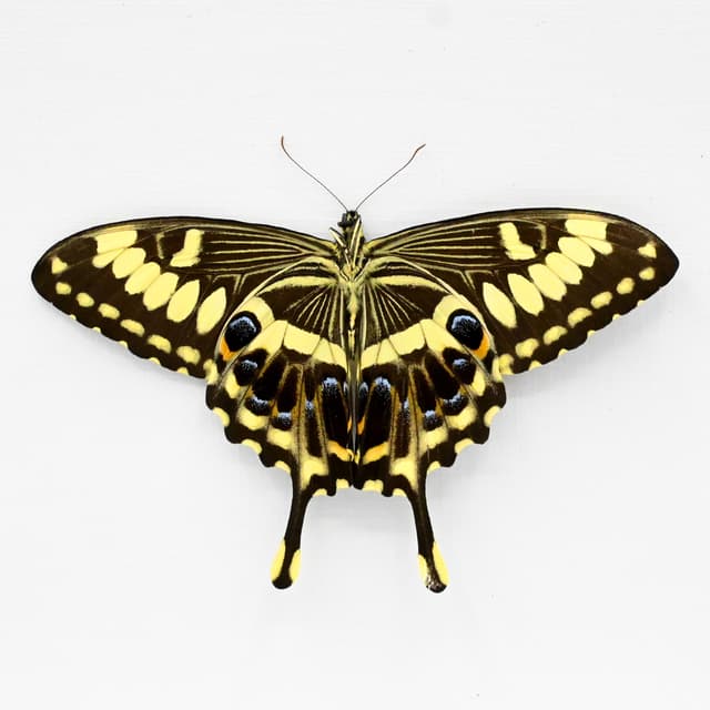 Real Giant Emperor Swallowtail butterfly framed taxidermy - Papilio ophidicephalus - Victorian mount