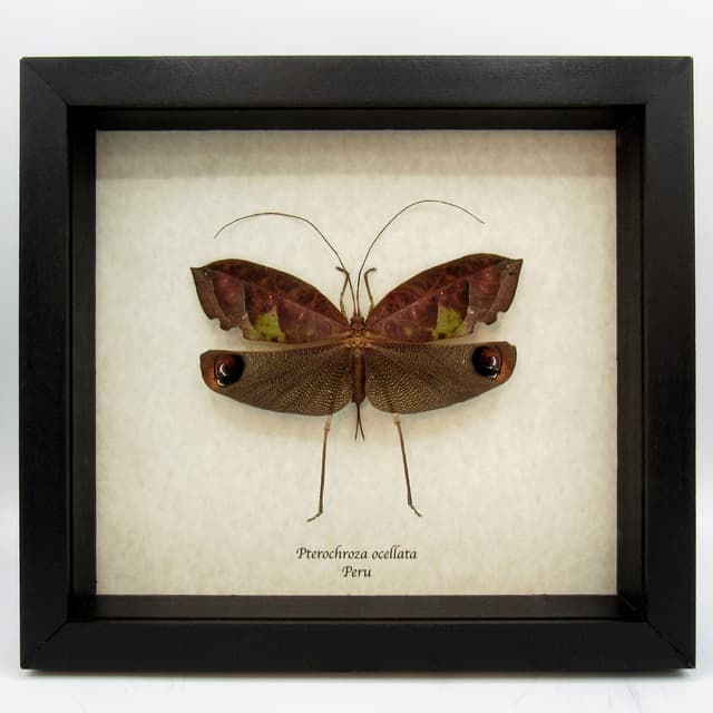 Rare female Peacock katydid framed taxidermy - Pterochroza ocellata