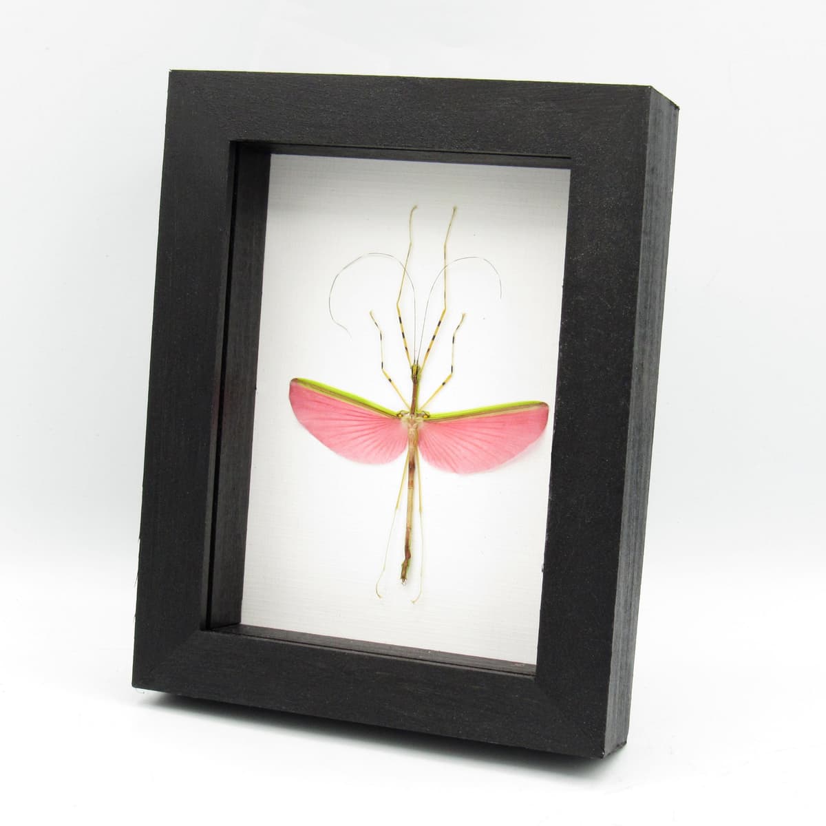Real pink stick bug framed taxidermy - Necrosia annulipes