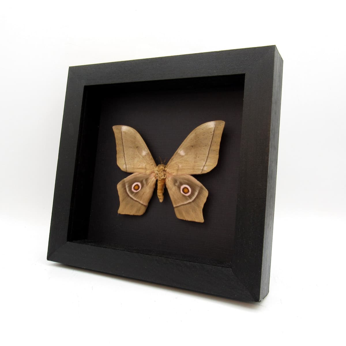 Large real Saturn moth framed taxidermy - Imbrasia epimethea