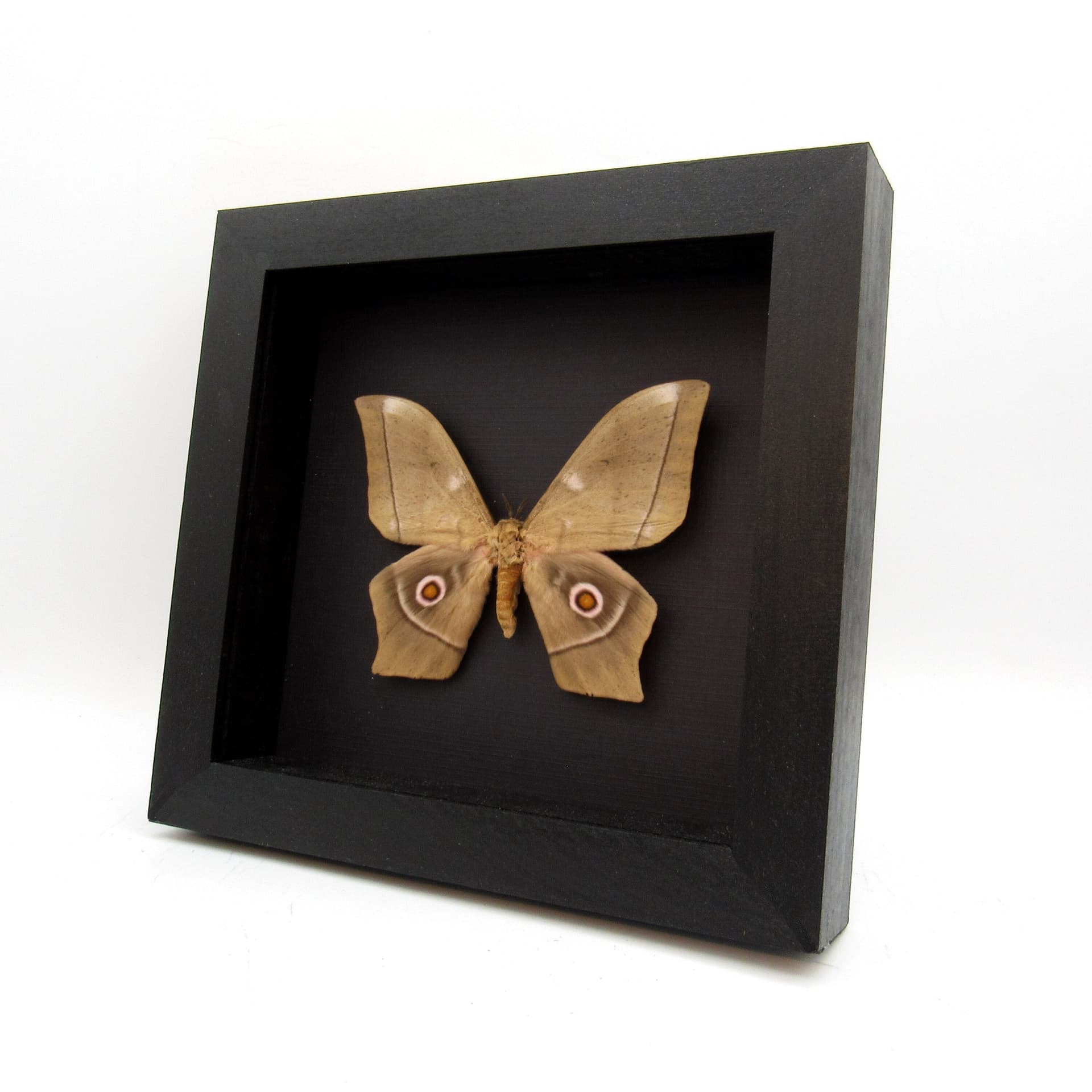Large real Saturn moth framed taxidermy - Imbrasia epimethea