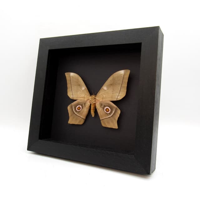 Large real Saturn moth framed taxidermy - Imbrasia epimethea