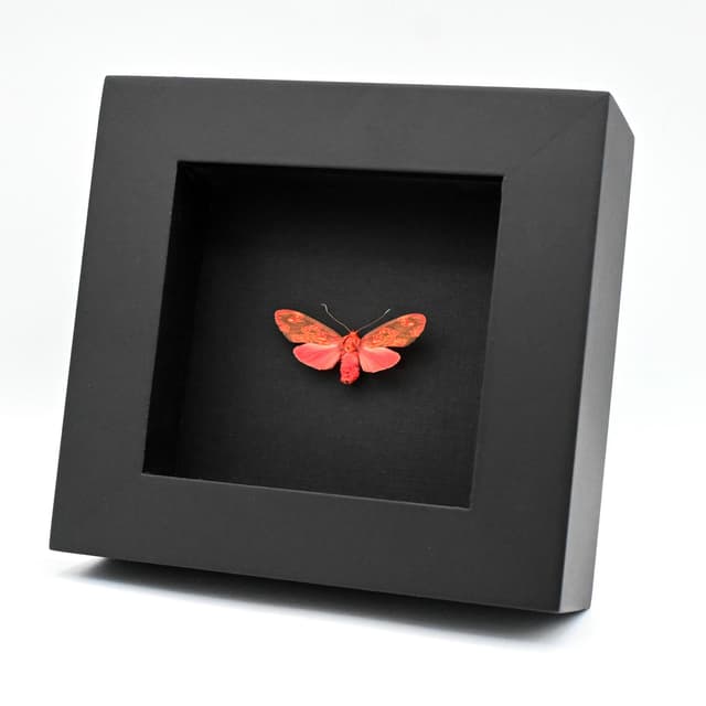 Real framed pink Tiger Moth taxidermy - Melese flavimaculata