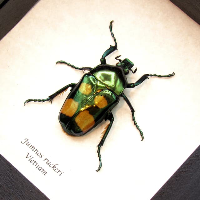 Rare metallic green flower beetle framed taxidermy - Jumnos ruckeri - female