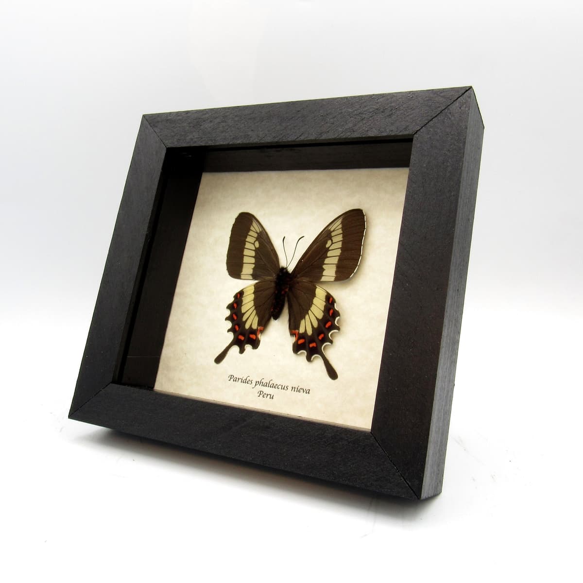 Rare Cattleheart butterfly framed taxidermy - Parides phalaecus nieva - female