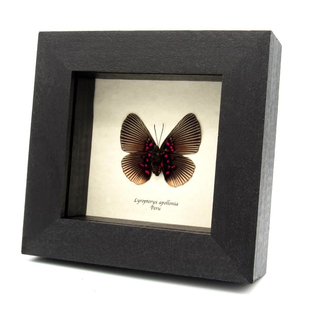 Very rare pink butterfly framed taxidermy - Lyropteryx apollonia - female